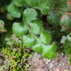 Pleurosorus rutifolius (Blanket Fern) at Block 402 - 15 Aug 2020 by AaronClausen