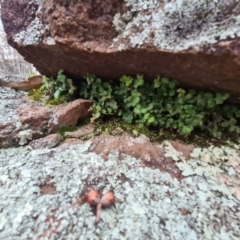 Asplenium subglandulosum at Denman Prospect, ACT - 16 Aug 2020