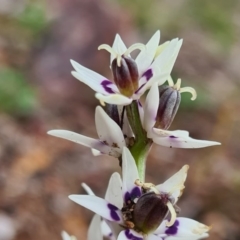 Wurmbea dioica subsp. dioica (Early Nancy) at Block 402 - 15 Aug 2020 by AaronClausen