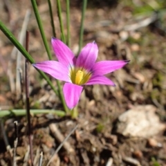 Romulea rosea var. australis (Onion Grass) at Black Mountain - 15 Aug 2020 by RWPurdie