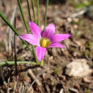 Romulea rosea var. australis at O'Connor, ACT - 16 Aug 2020