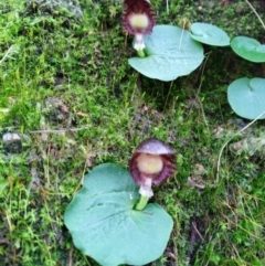 Corysanthes grumula (Stately helmet orchid) at Tidbinbilla Nature Reserve - 15 Aug 2020 by Jimmyjamjimbles