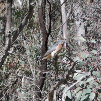 Cacomantis flabelliformis (Fan-tailed Cuckoo) at Black Mountain - 16 Aug 2020 by ConBoekel