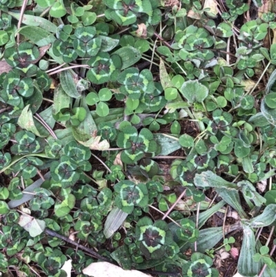 Trifolium sp. (Clover) at Hughes Garran Woodland - 16 Aug 2020 by ruthkerruish
