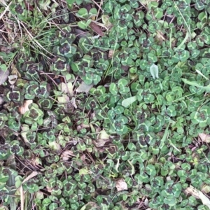 Trifolium sp. at Garran, ACT - 16 Aug 2020