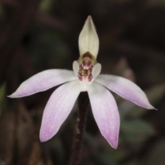 Caladenia fuscata (Dusky Fingers) at Black Mountain - 16 Aug 2020 by DerekC