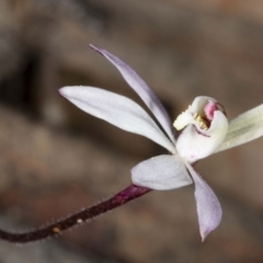 Caladenia fuscata (Dusky Fingers) at Molonglo Valley, ACT - 16 Aug 2020 by DerekC