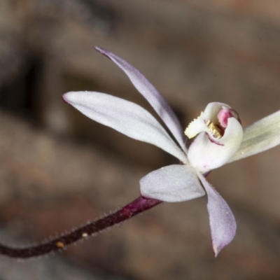 Caladenia fuscata (Dusky Fingers) at Point 5800 - 16 Aug 2020 by DerekC