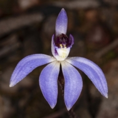 Cyanicula caerulea (Blue Fingers, Blue Fairies) at Downer, ACT - 16 Aug 2020 by DerekC