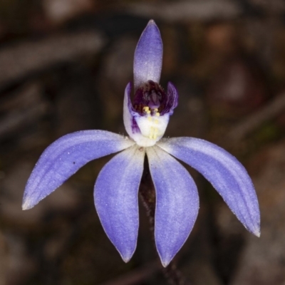 Cyanicula caerulea (Blue Fingers, Blue Fairies) at Black Mountain - 16 Aug 2020 by DerekC