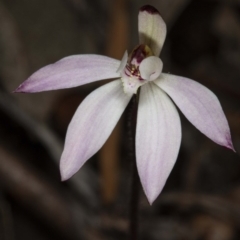 Caladenia fuscata (Dusky Fingers) at Black Mountain - 16 Aug 2020 by DerekC