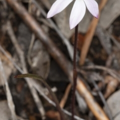 Caladenia fuscata at Downer, ACT - 16 Aug 2020