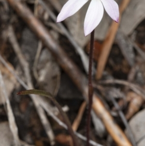 Caladenia fuscata at Downer, ACT - 16 Aug 2020