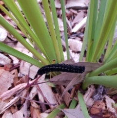 Apina callisto (Pasture Day Moth) at Weston, ACT - 16 Aug 2020 by AliceH