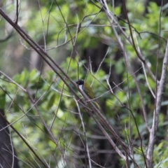 Melithreptus lunatus (White-naped Honeyeater) at Yurammie State Conservation Area - 13 Aug 2020 by RossMannell