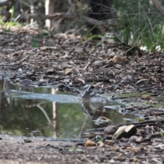 Melithreptus lunatus at South Wolumla, NSW - 13 Aug 2020