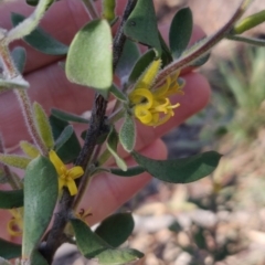 Persoonia rigida (Hairy Geebung) at Bruce Ridge - 31 Jul 2020 by Coggo