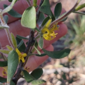 Persoonia rigida at Bruce, ACT - 31 Jul 2020