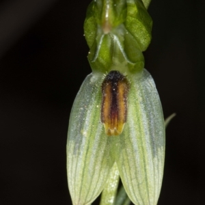 Bunochilus umbrinus (ACT) = Pterostylis umbrina (NSW) at suppressed - 16 Aug 2020