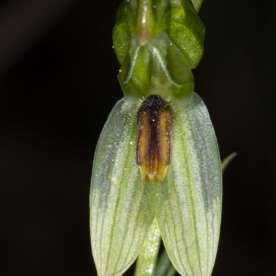 Bunochilus umbrinus (Broad-sepaled Leafy Greenhood) at Black Mountain - 16 Aug 2020 by DerekC