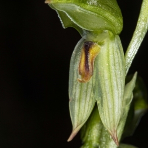 Bunochilus umbrinus (ACT) = Pterostylis umbrina (NSW) at suppressed - 16 Aug 2020