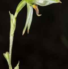 Bunochilus umbrinus (ACT) = Pterostylis umbrina (NSW) at suppressed - 16 Aug 2020