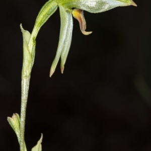 Bunochilus umbrinus (ACT) = Pterostylis umbrina (NSW) at suppressed - 16 Aug 2020