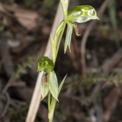 Bunochilus umbrinus (ACT) = Pterostylis umbrina (NSW) at suppressed - 16 Aug 2020