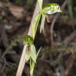 Bunochilus umbrinus (ACT) = Pterostylis umbrina (NSW) at suppressed - 16 Aug 2020