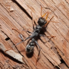 Myrmecia sp., pilosula-group (Jack jumper) at Downer, ACT - 14 Aug 2020 by TimL