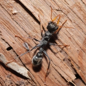 Myrmecia sp. (genus) at Downer, ACT - 14 Aug 2020