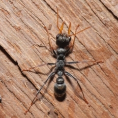 Myrmecia sp., pilosula-group at Downer, ACT - 14 Aug 2020 11:53 AM