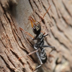 Myrmecia sp. (genus) at Downer, ACT - 14 Aug 2020