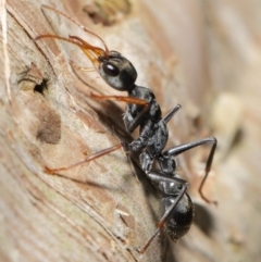 Myrmecia sp., pilosula-group at Downer, ACT - 14 Aug 2020 11:53 AM