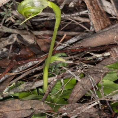 Pterostylis nutans (Nodding Greenhood) at Molonglo Valley, ACT - 16 Aug 2020 by DerekC