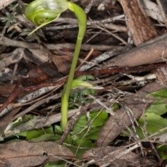 Pterostylis nutans (Nodding Greenhood) at Black Mountain - 16 Aug 2020 by DerekC