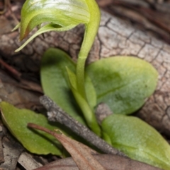 Pterostylis nutans (Nodding Greenhood) at Molonglo Valley, ACT - 16 Aug 2020 by DerekC