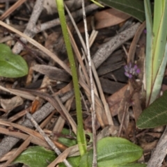 Pterostylis nutans (Nodding Greenhood) at Black Mountain - 16 Aug 2020 by DerekC