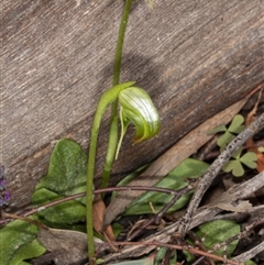 Pterostylis nutans at Undefined Area - suppressed