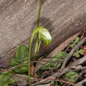 Pterostylis nutans at Point 5204 - 16 Aug 2020