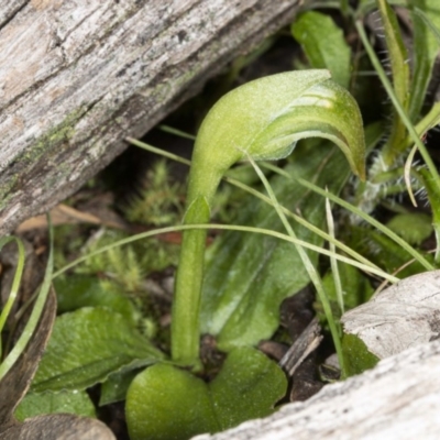 Pterostylis nutans (Nodding Greenhood) at Black Mountain - 16 Aug 2020 by DerekC