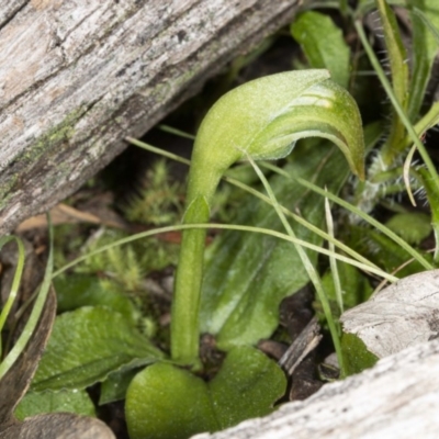 Pterostylis nutans (Nodding Greenhood) at Downer, ACT - 16 Aug 2020 by DerekC