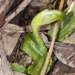 Pterostylis nutans (Nodding Greenhood) at Black Mountain - 16 Aug 2020 by DerekC