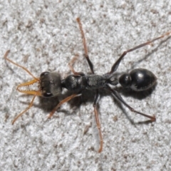 Myrmecia sp., pilosula-group (Jack jumper) at ANBG - 14 Aug 2020 by TimL