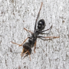 Myrmecia sp., pilosula-group at Acton, ACT - 14 Aug 2020