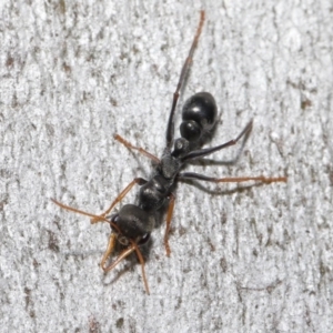 Myrmecia sp., pilosula-group at Acton, ACT - 14 Aug 2020 12:33 PM