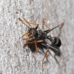 Myrmecia sp., pilosula-group at Acton, ACT - 14 Aug 2020 12:33 PM