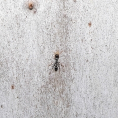 Myrmecia sp., pilosula-group at Acton, ACT - 14 Aug 2020