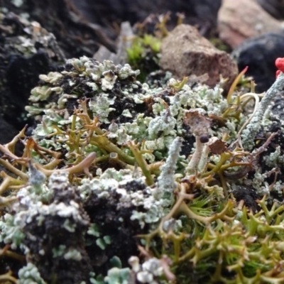 Cladonia sp. (genus) (Cup Lichen) at Carwoola, NSW - 16 Aug 2020 by JanetRussell