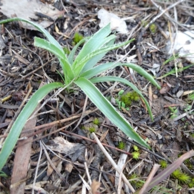 Luzula sp. (Woodrush) at Carwoola, NSW - 16 Aug 2020 by JanetRussell